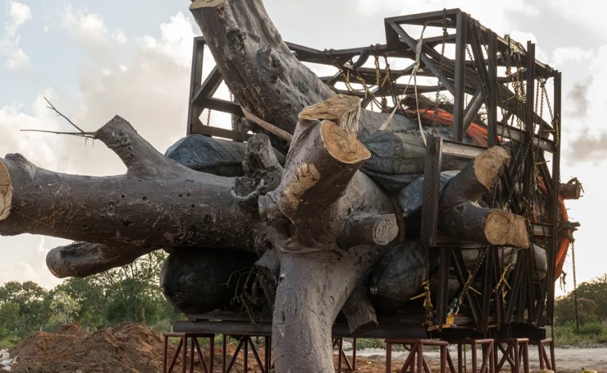 Seven Stars to transport Baobab trees in Kilifi despite a ban